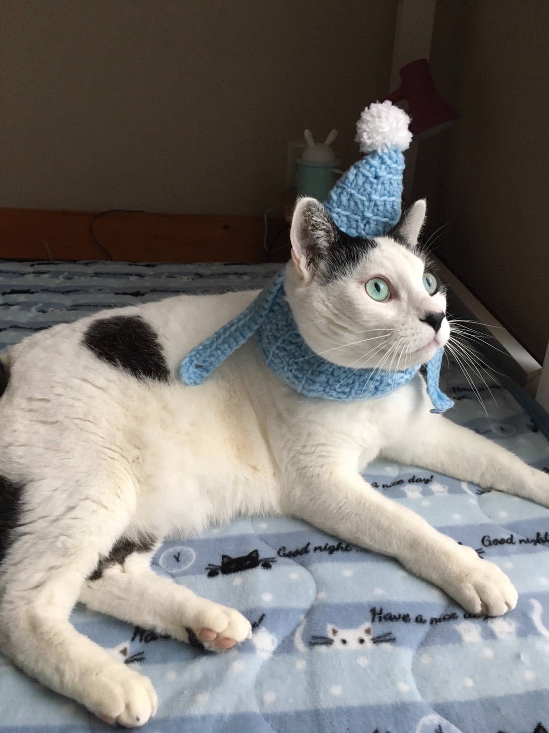 ねこちゃん用の帽子を編んでみました その２ きのこ堂 Kinokodou